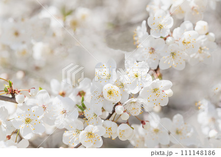 Spring background with white blossoms and sunbeamson Branches of blossoming cherry macro with soft focus background. Easter and spring greeting cards. Springtime Spring background with white blossoms and sunbeamson Branches of blossoming cherry macro with soft focus background. Easter and spring greeting cards. Springtime 111148186