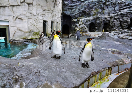 北海道旭川市　旭山動物園 ぺんぎん館 111148353