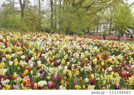 チューリップが咲き乱れる公園 111148483