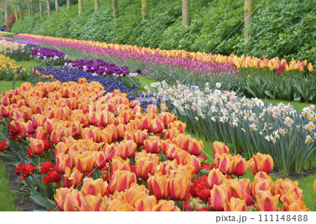チューリップが咲き乱れる公園 チューリップが咲き乱れる公園 111148488