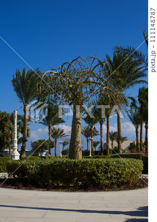 Walking path in the walking park leads to the main ceiba tree enclosed by a trimmed hedge against a blue sky and palms 111148787
