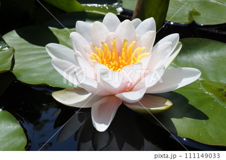 睡蓮、春の花、 111149033