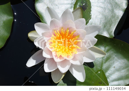睡蓮、春の花、 111149034