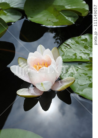 睡蓮、春の花、水滴、日の光 111149057