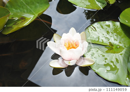 睡蓮、春の花、水滴、日の光 111149059