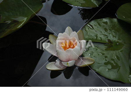 睡蓮、春の花、水滴、日の光 111149060