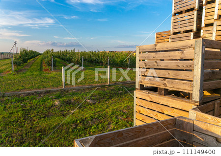 A large stack of wooden boxes for picking apples in an apple orchard. A large stack of wooden boxes for picking apples in an apple orchard. 111149400