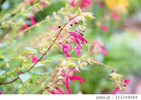 可愛いサルビアの花　チェリーセンセーション 111149564