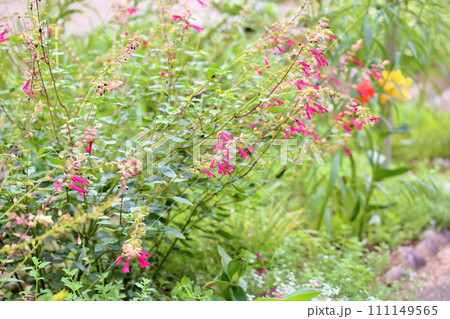 可愛いサルビアの花　チェリーセンセーション 111149565