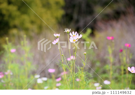 コスモスの花 コスモスの花 111149632