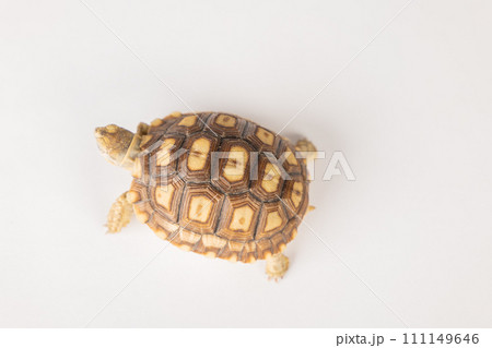 In this isolated portrait, a little African spurred tortoise reveals the beauty of its unique design and cute features against a white background. 111149646