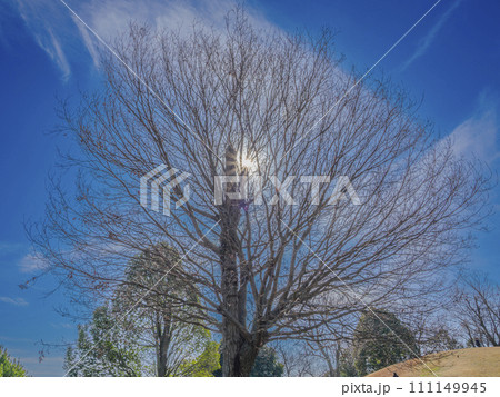 晴れた冬の日の木 111149945
