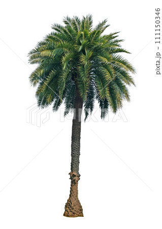 Single Phoenix Dates Palm tree Single Phoenix Dates Palm tree 111150346