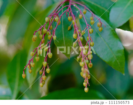 ツツジ科アセビの蕾  111150573