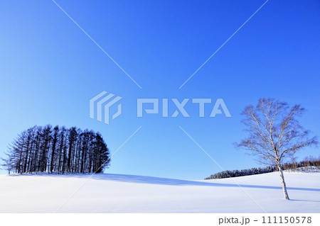青空と木と雪原のシンプルな風景 青空と木と雪原のシンプルな風景 111150578