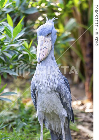 じっとしているハシビロコウ　神戸どうぶつ王国　兵庫県神戸市 111150801