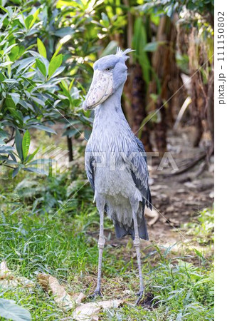 じっとしているハシビロコウ 神戸どうぶつ王国 兵庫県神戸市 じっとしているハシビロコウ 神戸どうぶつ王国 兵庫県神戸市 111150802