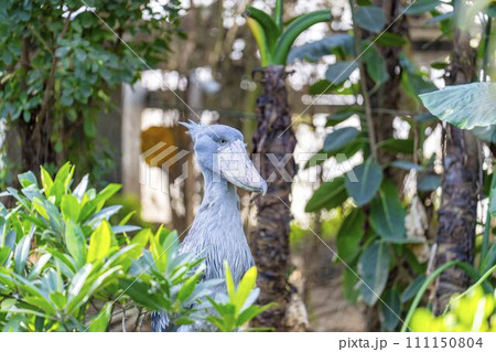 じっとしているハシビロコウ 神戸どうぶつ王国 兵庫県神戸市 じっとしているハシビロコウ 神戸どうぶつ王国 兵庫県神戸市 111150804