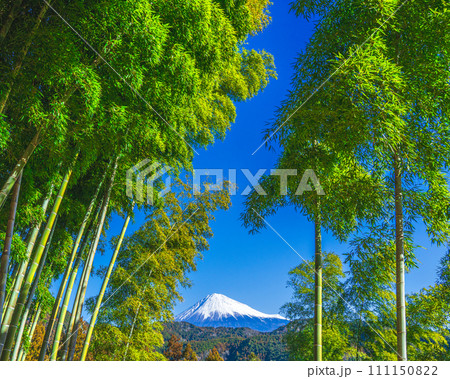 竹林と冠雪した富士山 111150822