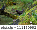 カワガラス 111150992
