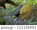 カワガラス 111150993