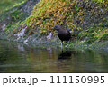 カワガラス 111150995