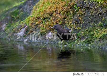 カワガラス 111150995