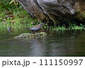 カワガラス 111150997