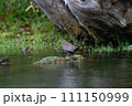 カワガラス 111150999