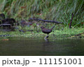 カワガラス 111151001