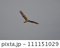 大陸型チュウヒ 111151029
