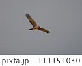 大陸型チュウヒ 111151030