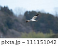 ハイイロチュウヒ 111151042