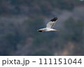 ハイイロチュウヒ 111151044