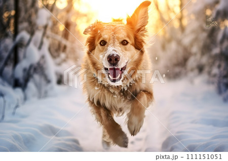 雪の中を走る犬1　AI生成画像 111151051