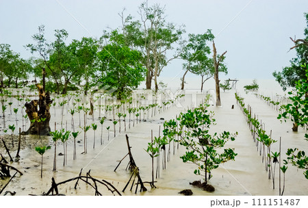mangrove rehabilitation plants on the coast, Bangka mangrove rehabilitation plants on the coast, Bangka 111151487