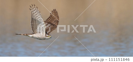 水面スレスレを悠然と飛ぶオオタカ 111151846