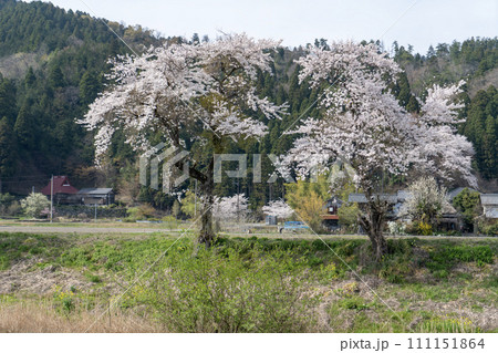 川の堤に咲く桜 111151864