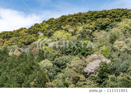 山桜咲く山の風景 山桜咲く山の風景 111151901