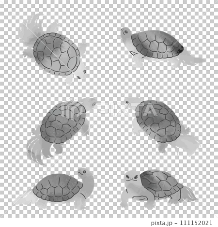 水墨画風の亀のベクターイラストセット 111152021