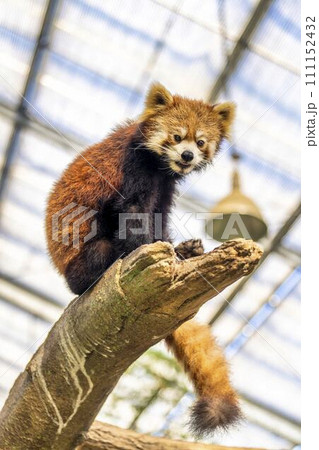 遊び回るレッサーパンダ 神戸どうぶつ王国 兵庫県神戸市 遊び回るレッサーパンダ 神戸どうぶつ王国 兵庫県神戸市 111152432
