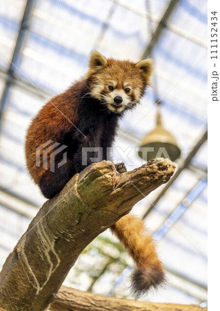 遊び回るレッサーパンダ　神戸どうぶつ王国　兵庫県神戸市 111152434