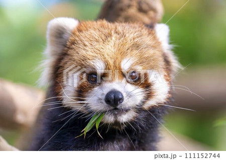 レッサーパンダの顔 神戸どうぶつ王国 兵庫県神戸市 レッサーパンダの顔 神戸どうぶつ王国 兵庫県神戸市 111152744