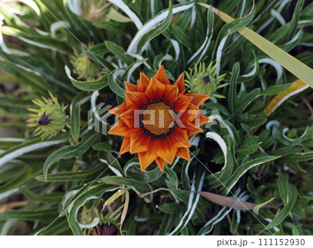 Orange Flower in Bloom Orange Flower in Bloom 111152930