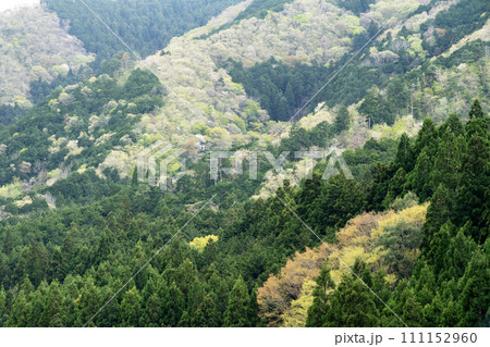 新緑の山肌と杉山が美しい 111152960