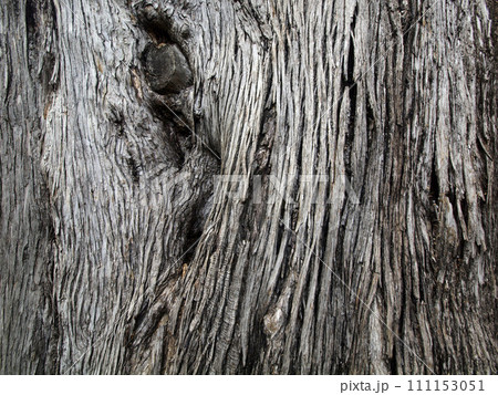Close-up of brown tree bark with long crackly lines 111153051