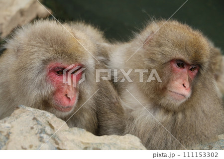地獄谷野猿公苑でのんびり過ごすサルたち 111153302