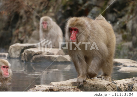 温泉に入る野猿公苑のサル 温泉に入る野猿公苑のサル 111153304