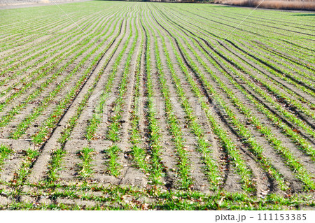 寒さに耐える冬の麦畑　若い新芽　　 111153385