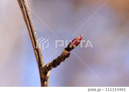 自然 植物 アブラチャン、冬芽と葉痕。きれいな紡錘形の葉芽と半円形の葉痕 自然 植物 アブラチャン、冬芽と葉痕。きれいな紡錘形の葉芽と半円形の葉痕 111153401